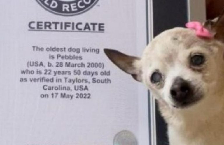 Guinness World Records Il Cane Pi Vecchio Del Mondo Si Chiama Pebbles