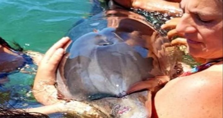 Delfino morto a Ischia