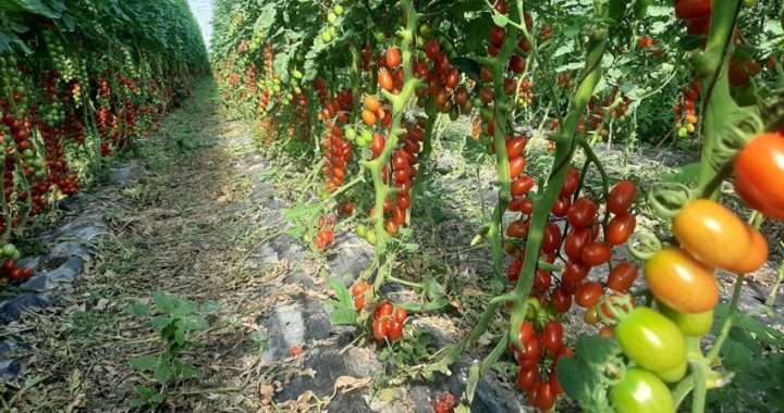 Coldiretti, crollano i valori nei campi e nelle stalle ma aumentano i prezzi per il consumatore