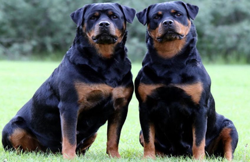 Bologna – Gemelli di sei anni aggrediti da due rottweiler: uno è grave al Maggiore di Parma