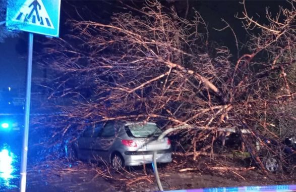 albero in strada