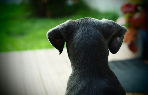 Monterosi: cagnolino ferito in strada tratto in salvo dalla Polizia stradale