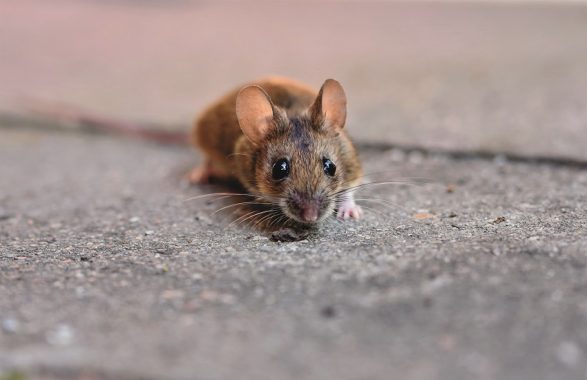 Policlinico di Modena: topo morto sul vassoio del pranzo