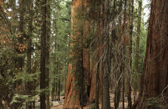 Fuoco in California minaccia le sequoie: coperta ignifuga per General Sherman (aggiornamento)