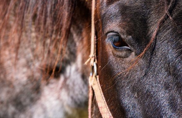 Un cavallo al supermercato