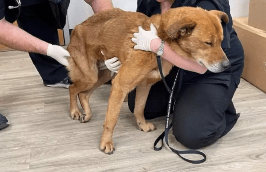 Treviso, la sua padrona ha un malore, il cane eroe ‘ferma’ una volante della polizia e la salva