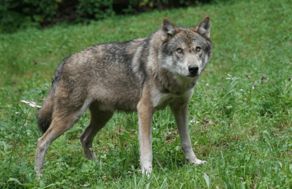 Bolzano