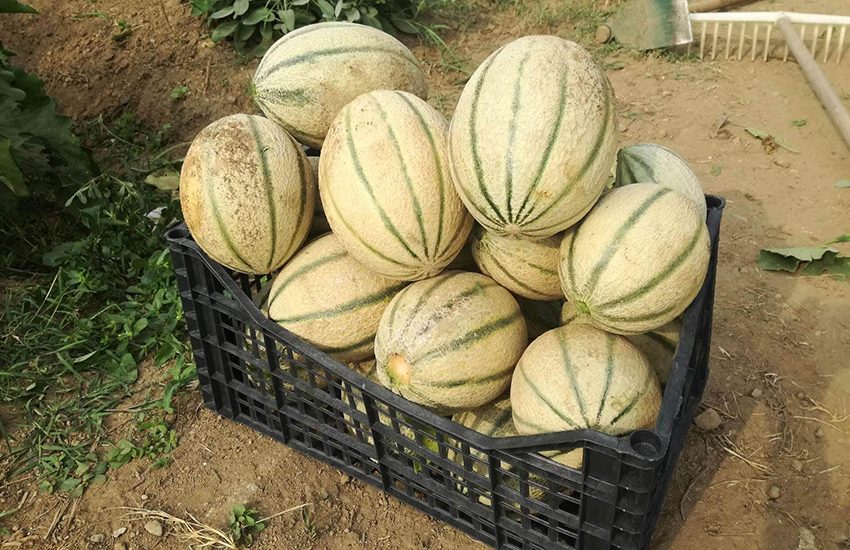 Sardegna: prende a bastonate il ladro che rubava i meloni dal suo terreno