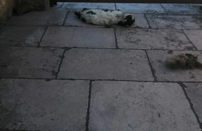 Giallo nel Salento. Carcassa di gatto morto davanti allo studio del Sindaco, si indaga