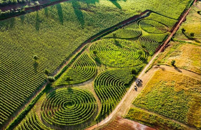 Inaugurato in provincia di Latina il vigneto-labirinto naturale più grande del mondo