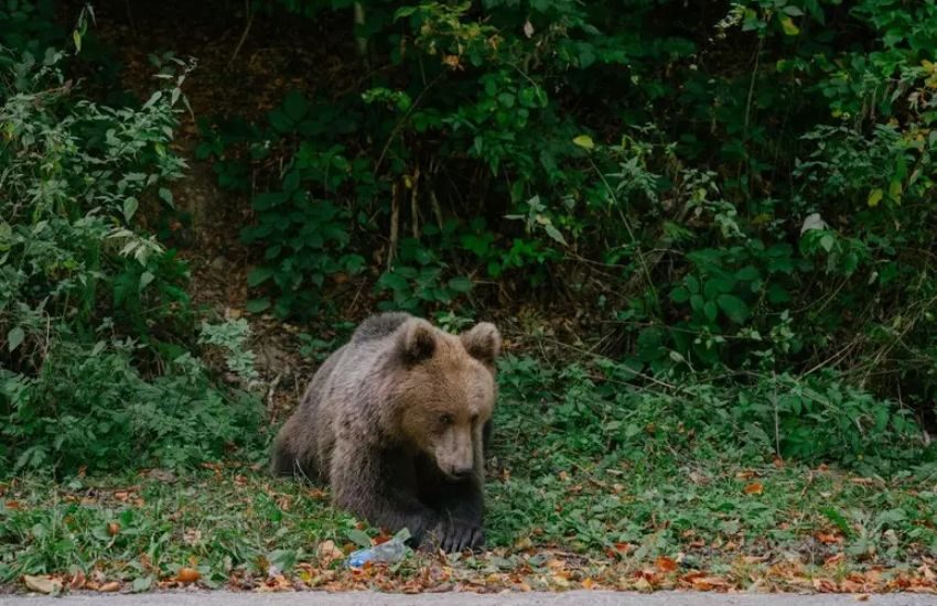 Il Tar di Trento salva l’orsa che ha aggredito il turista francese