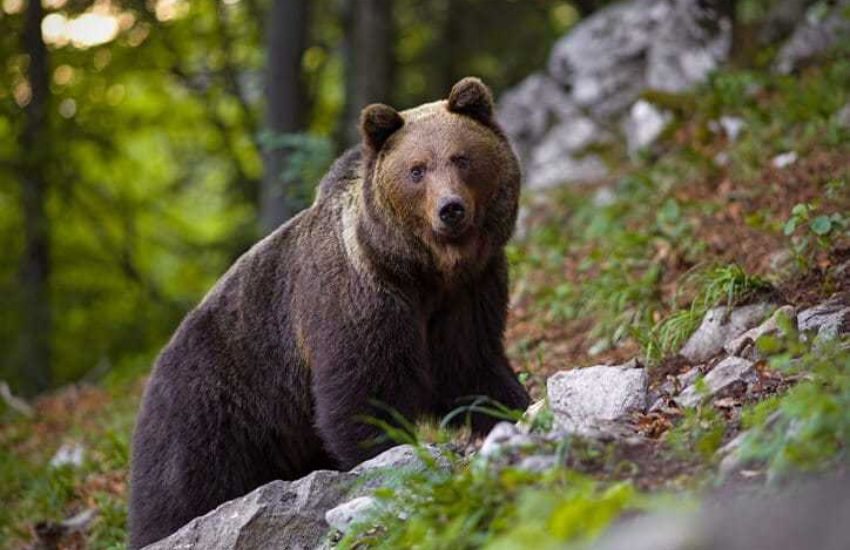Trento: il Tar salva per la seconda volta in pochi giorni l’orsa KJ1