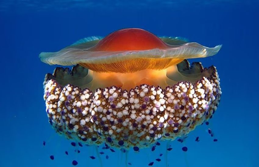 Anche in Italia arrivano le meduse “uovo fritto”: quel che c’è da sapere