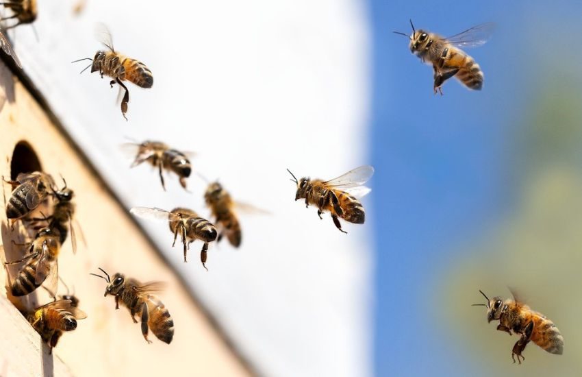 Bagnante muore dopo essere stato assalito da uno sciame d’api, ma non per uno choc anafilattico