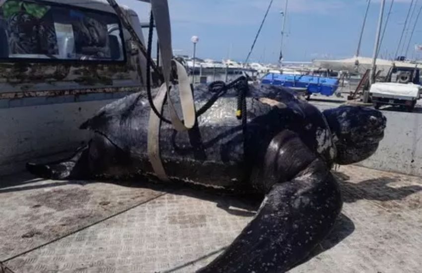 Viareggio: tartaruga liuto di 300 kg trovata morta