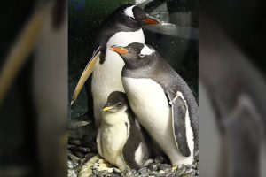 Sidney: addio a Sphen, uno dei due pinguini gay