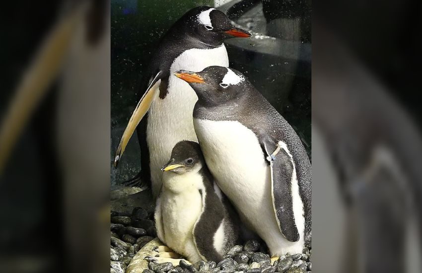 Sidney: addio a Sphen, uno dei due pinguini gay