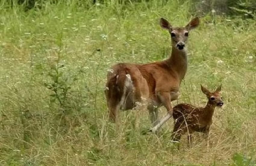 In Abruzzo si potranno cacciare i cervi. Stabilito un tariffario per uccidere anche i cuccioli