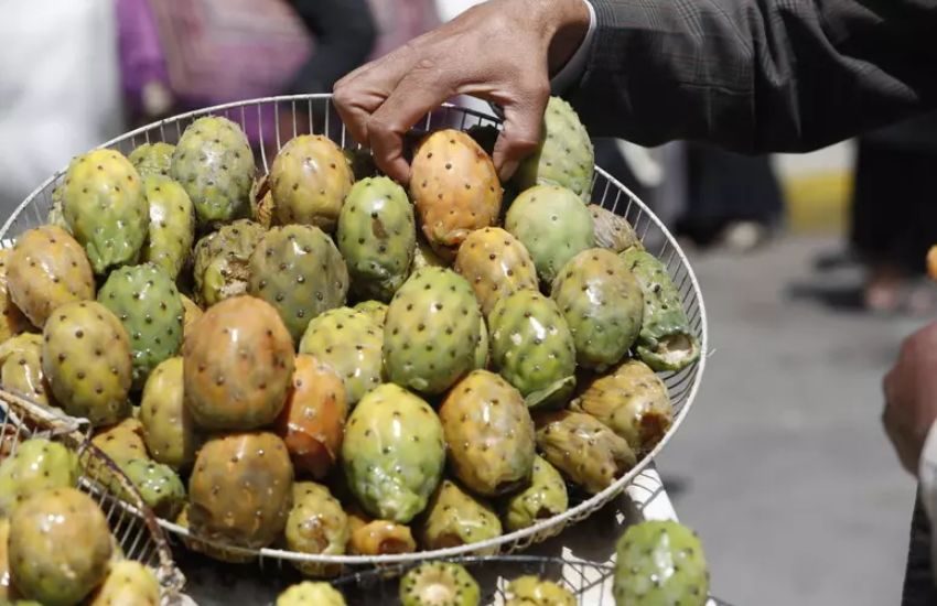 Anche i “bastardoni” colpiti dalla siccità: crolla la produzione di ficodindia