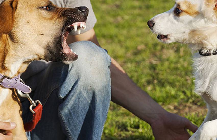 Aggressione in provincia di Latina: cane, proprietario e amico feriti da un altro cane