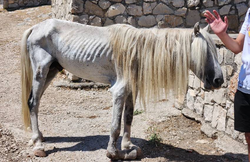 Cavallo selvatico si fa male e muore in Semprevisa: soccorsi tardivi. E c’è il problema dell’acqua