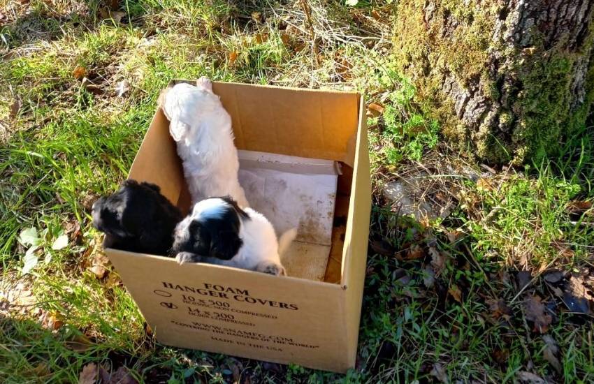 Tre cuccioli chiusi in una scatola ed abbandonati in un fosso: salvati dai carabinieri in provincia di Latina