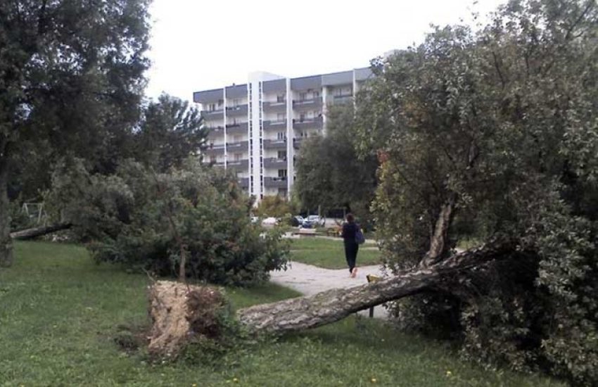 Paura in città. Albero cade improvvisamente e sfiora podista, tragedia sfiorata