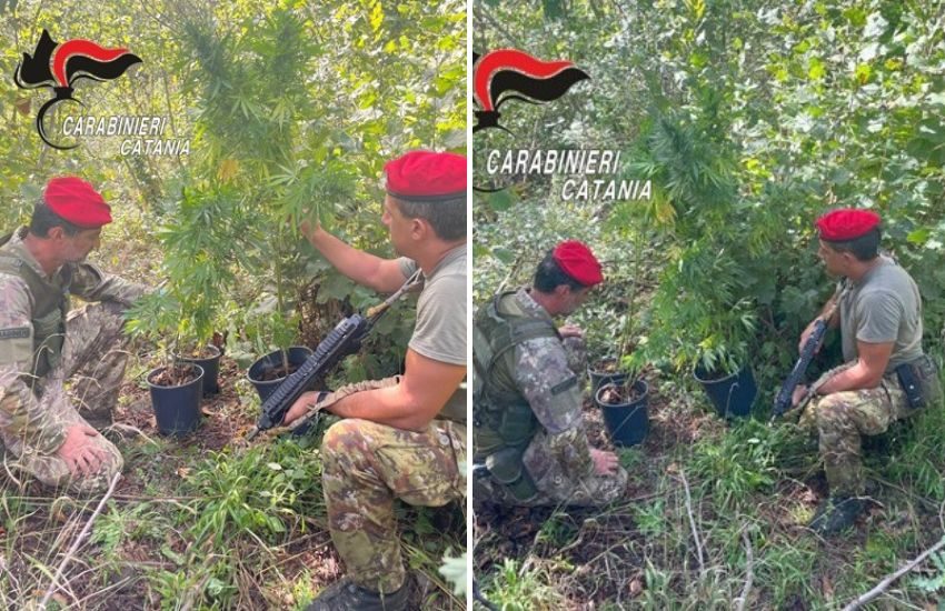 Castiglione di Sicilia, coltivava 60 piante di cannabis tra le vigne: arrestato 50 enne