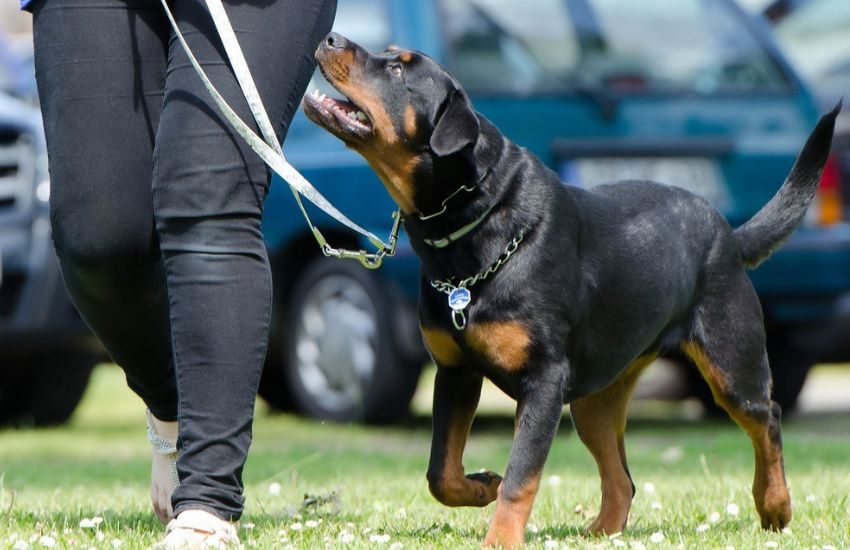 Lasciano la cagnolina in pensione, ma al ritorno scoprono che è incinta. E c’è un’altra bruttissima sorpresa