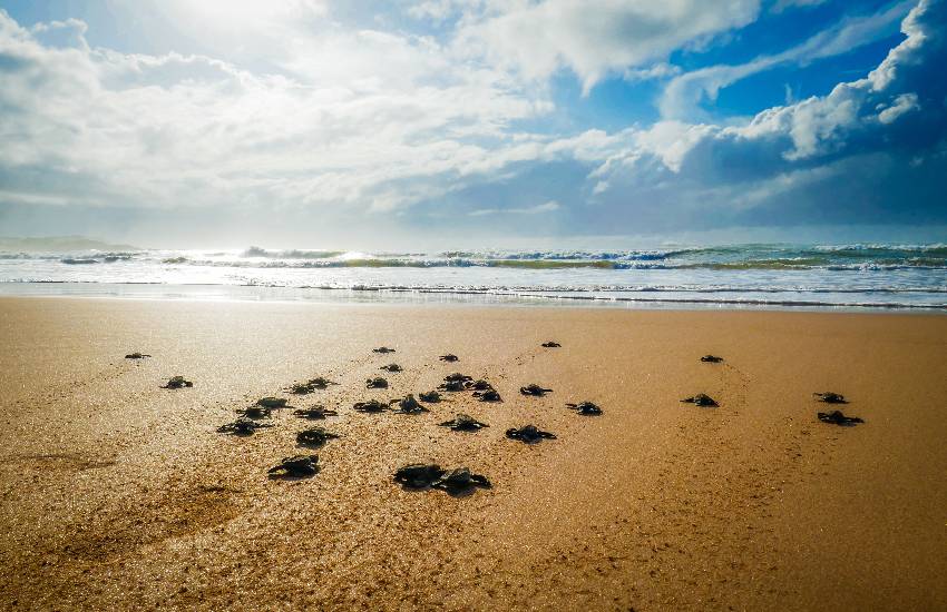 Le tartarughe amano le spiagge del Lazio: in crescita i nidi trovati e monitorati nel 2024