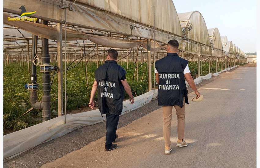 Ispezioni nelle aziende agricole pontine della Finanza: oltre 450 le posizioni lavorative irregolari. Multe per quasi mezzo milione di euro