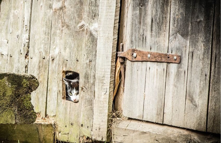 Un Gatto chiude i padroni fuori casa: C’è stato bisogno dei pompieri per entrare