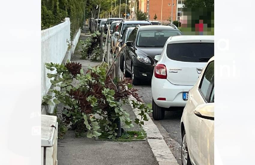 Vandali in azione a Latina: tagliati tutti gli alberelli lungo un marciapiede