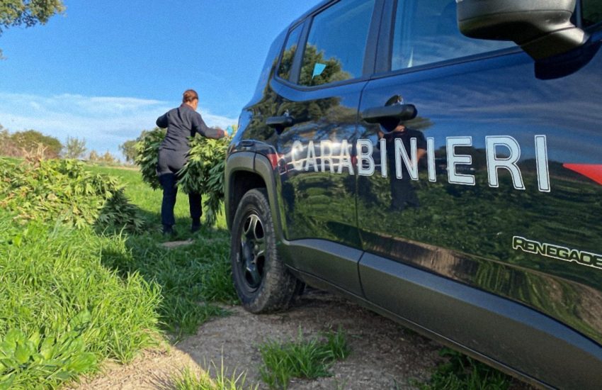 Sardegna: marijuana per milioni di euro sequestrata dai carabinieri, un arresto