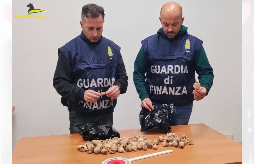 Sequestrati dalla Finanza 100 bulbi di papavero da oppio in provincia di Latina