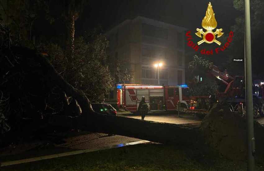 Paura in città, imponente albero di pino si abbatte sulla piazza