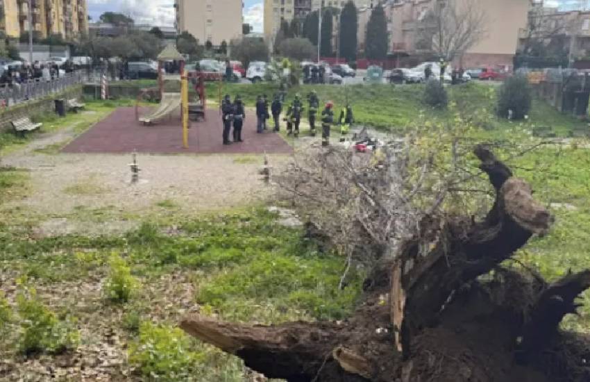 Muore schiacciata da un albero sradicato dal vento, davanti ai suoi tre figlio. La tragica fine di Francesca. Aveva appena 45 anni. Il drammatico episodio a Roma