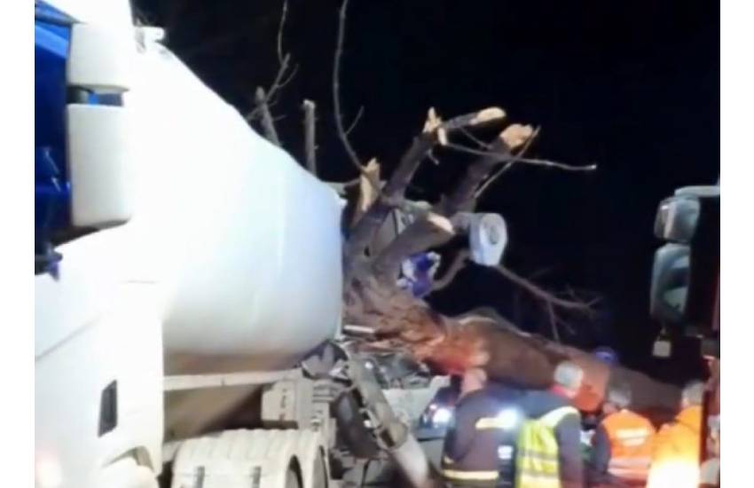 Drammatico incidente lungo l’Appia: pino cade su un camion in transito. Sfiorata la tragedia