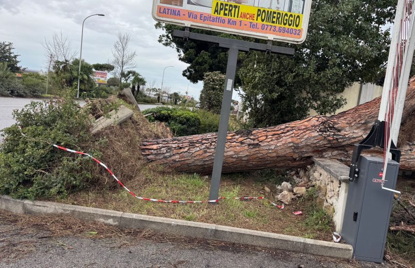 Paura durante il temporale per un pino caduto rovinosamente sull’Appia